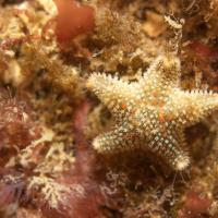 Cushion Star by Lara Howe