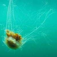 Jellyfish by Lara Howe