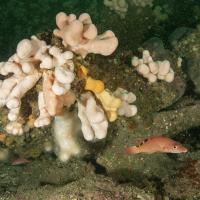 Wide angle reef by Lara Howe