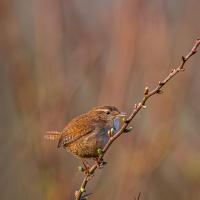 – by Steve Johnstone