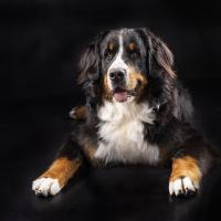 'Delilah' by Sue Blythe