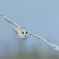 Winner of the Nature competition with 20 points was "Barn Owl at Dusk" by Sue Blythe