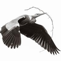 'Nest Builder' by Sean Corlett gained 1st Place in the Digital Image Section